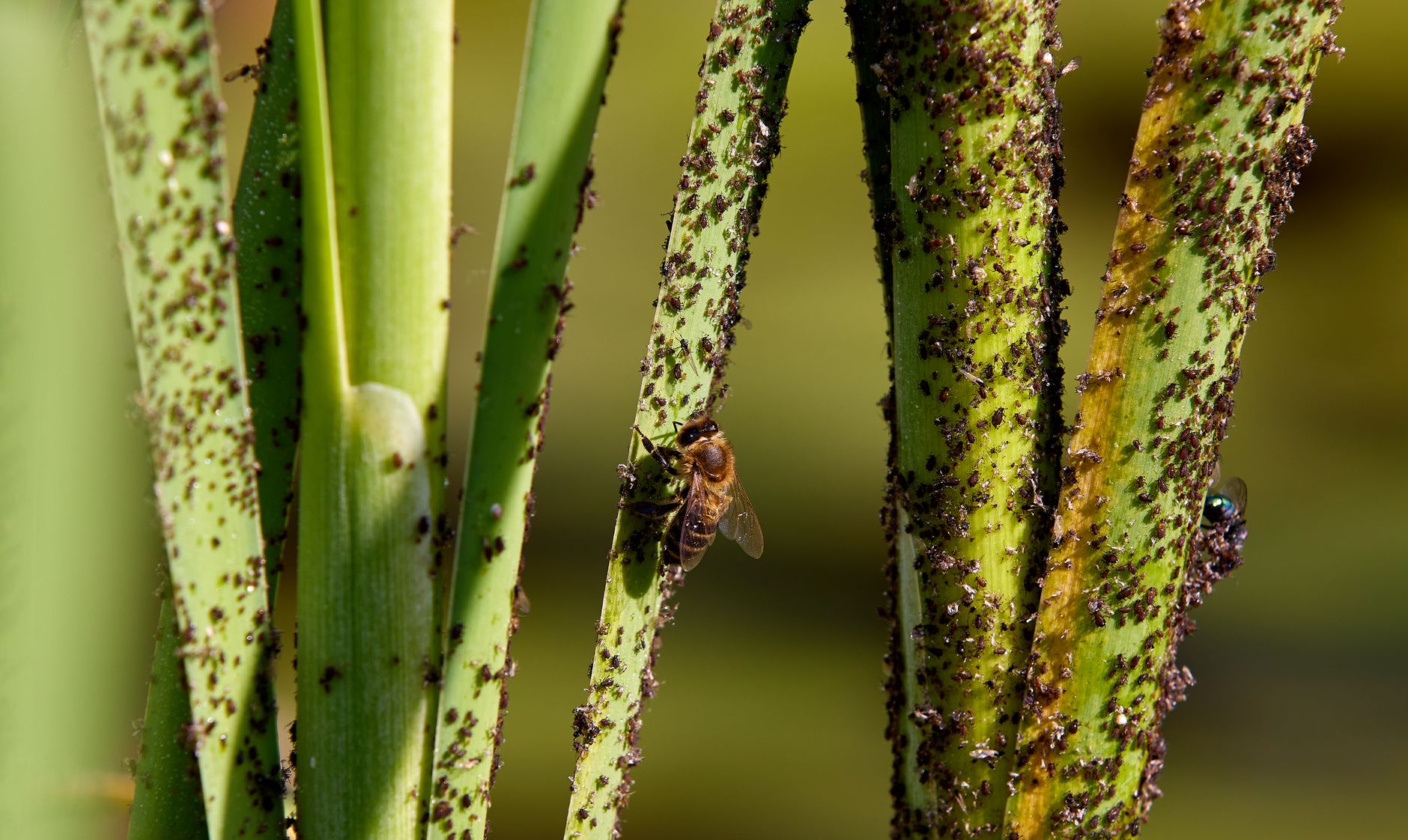 Dès septembre, les frelons asiatiques menacent votre jardin