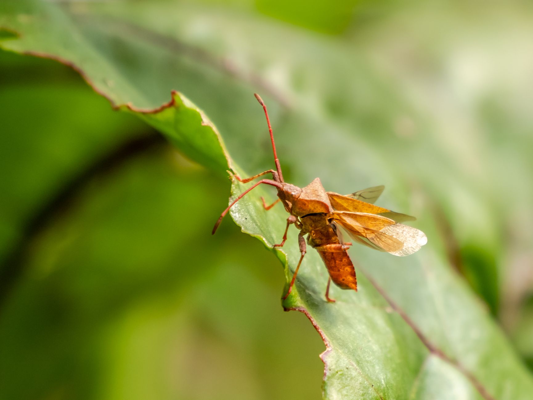 Comment l'automne favorise l'invasion des punaises vertes chez vous