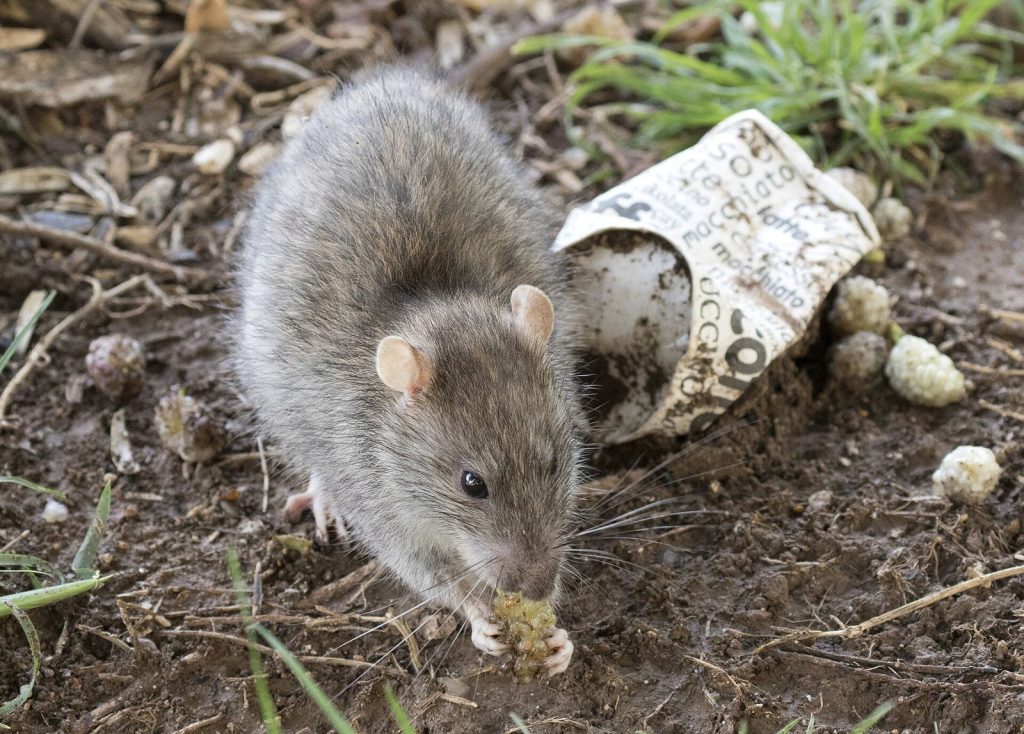 Rongeur (rat ou souris), cible d’une dératisation