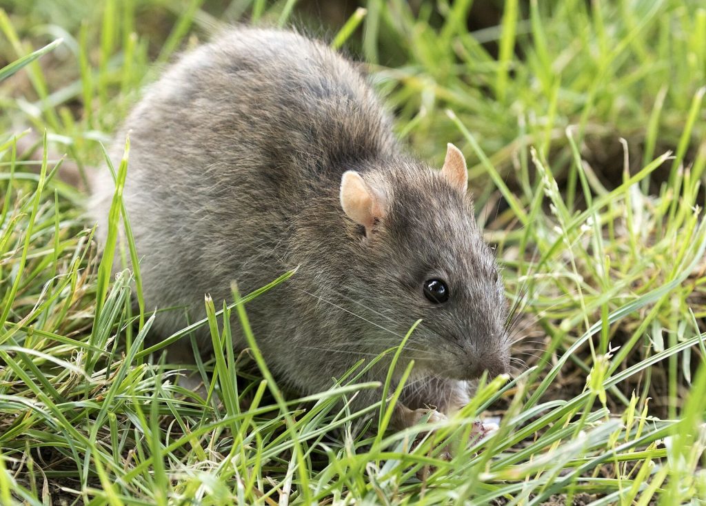 Rongeur (rat ou souris), cible d’une dératisation