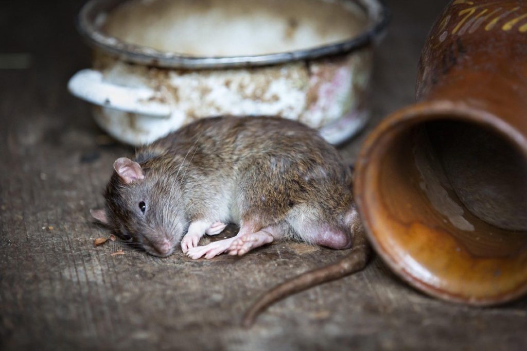 Rongeur (rat ou souris), cible d’une dératisation