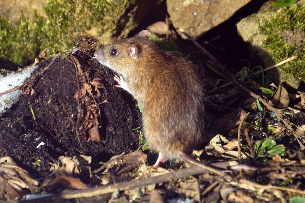Rongeur (rat ou souris), cible d’une dératisation