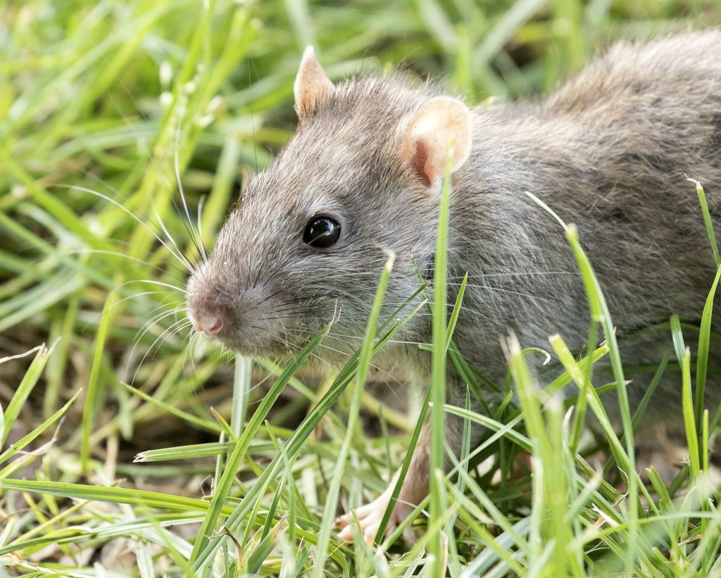 Rongeur (rat ou souris), cible d’une dératisation