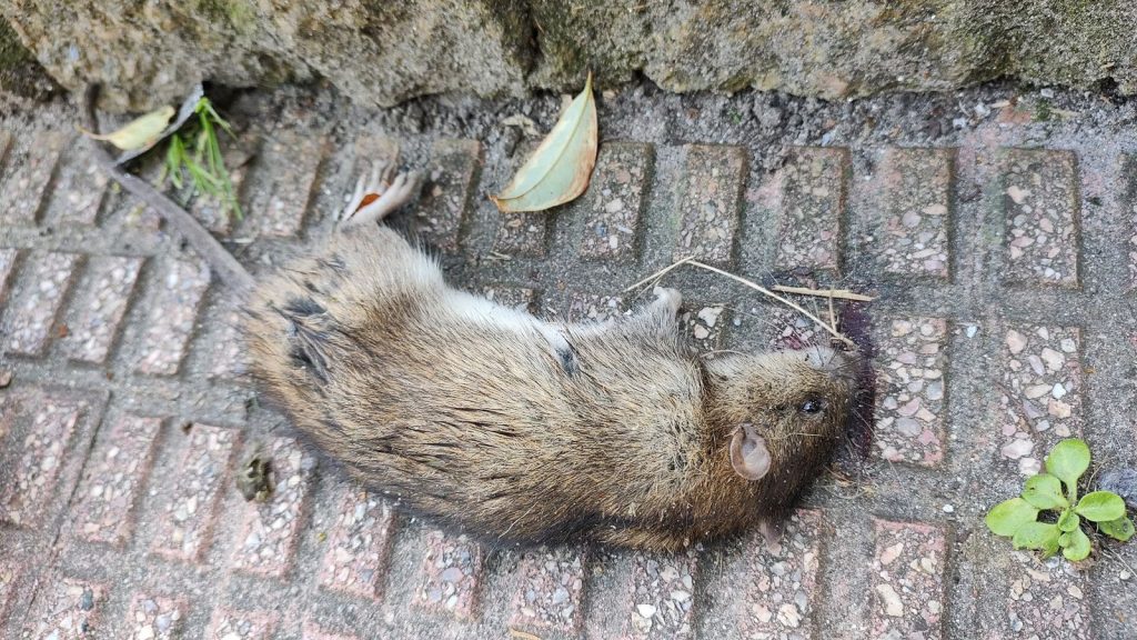 Rongeur (rat ou souris), cible d’une dératisation