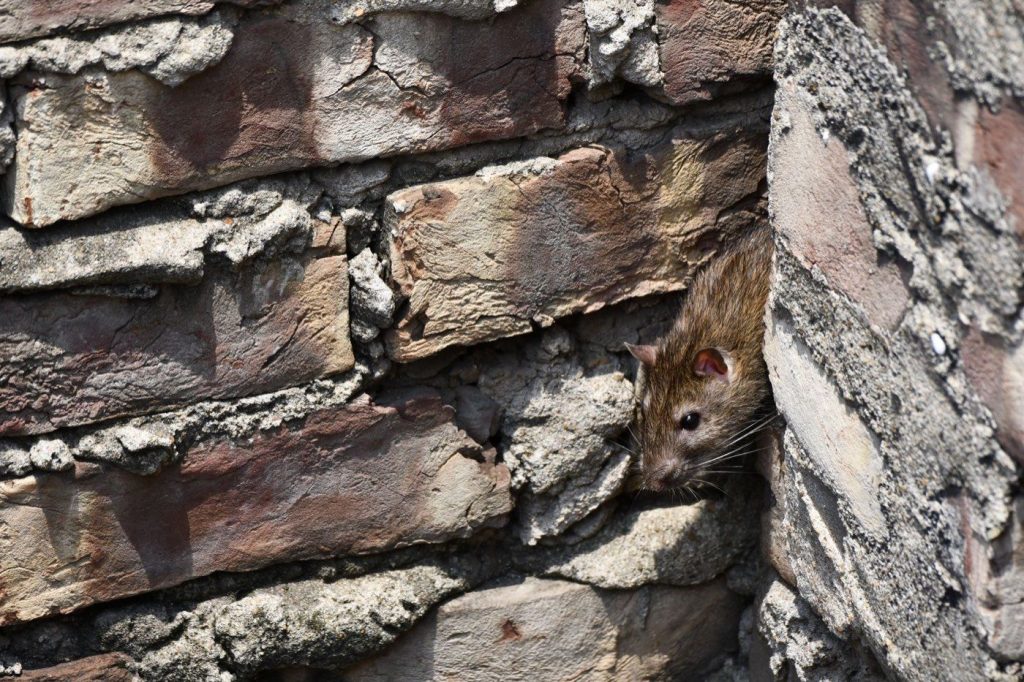 Rongeur (rat ou souris), cible d’une dératisation