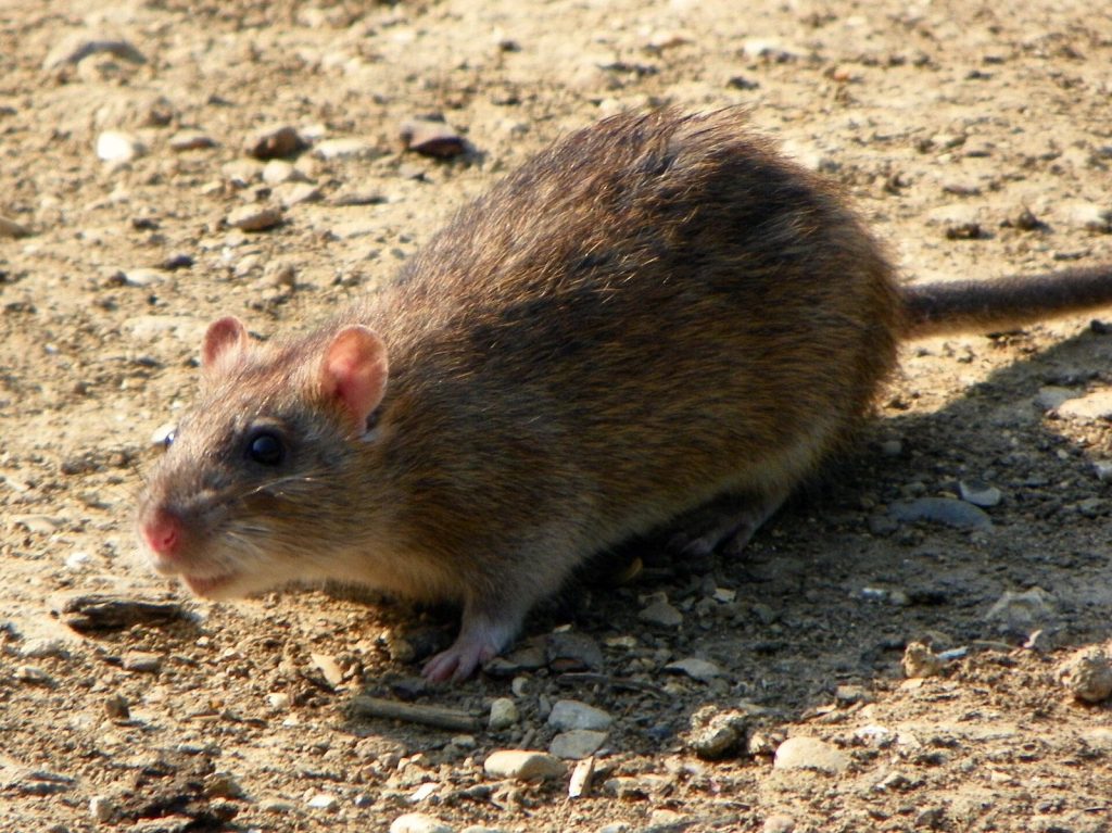Rongeur (rat ou souris), cible d’une dératisation