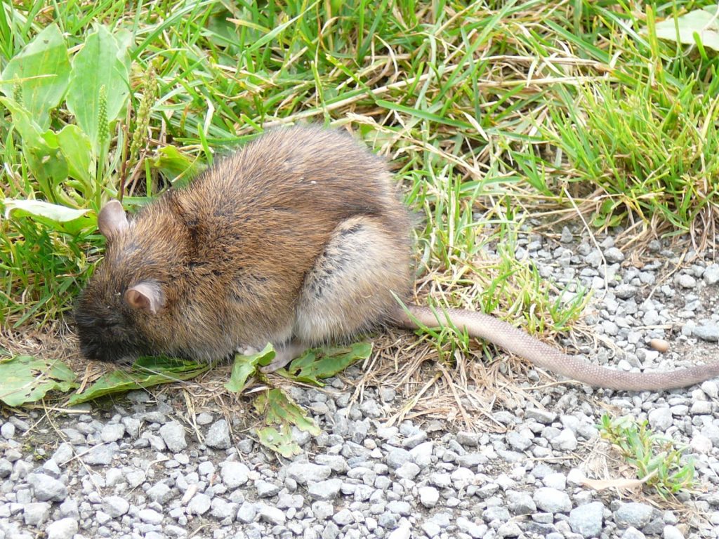 Rongeur (rat ou souris), cible d’une dératisation