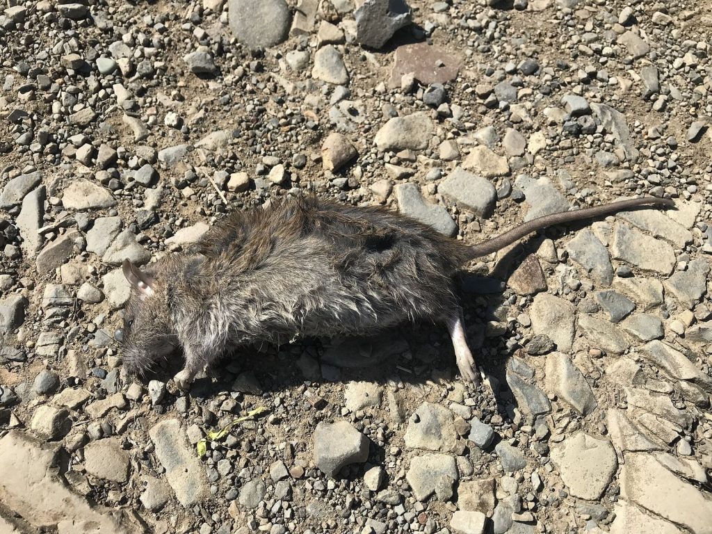 Rongeur (rat ou souris), cible d’une dératisation