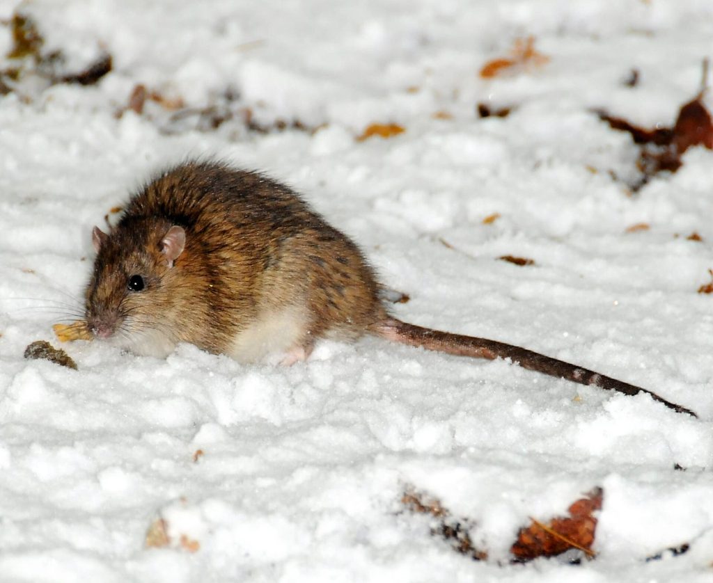 Rongeur (rat ou souris), cible d’une dératisation
