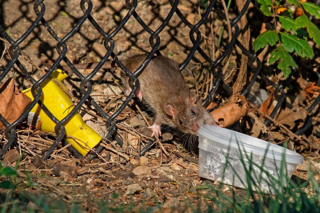 Rongeur (rat ou souris), cible d’une dératisation
