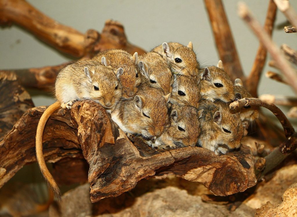 Rongeur (rat ou souris), cible d’une dératisation
