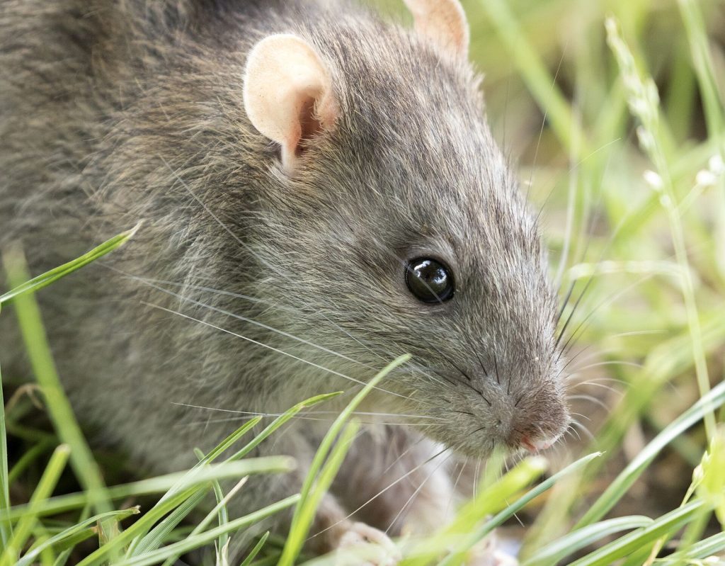 Rongeur (rat ou souris), cible d’une dératisation