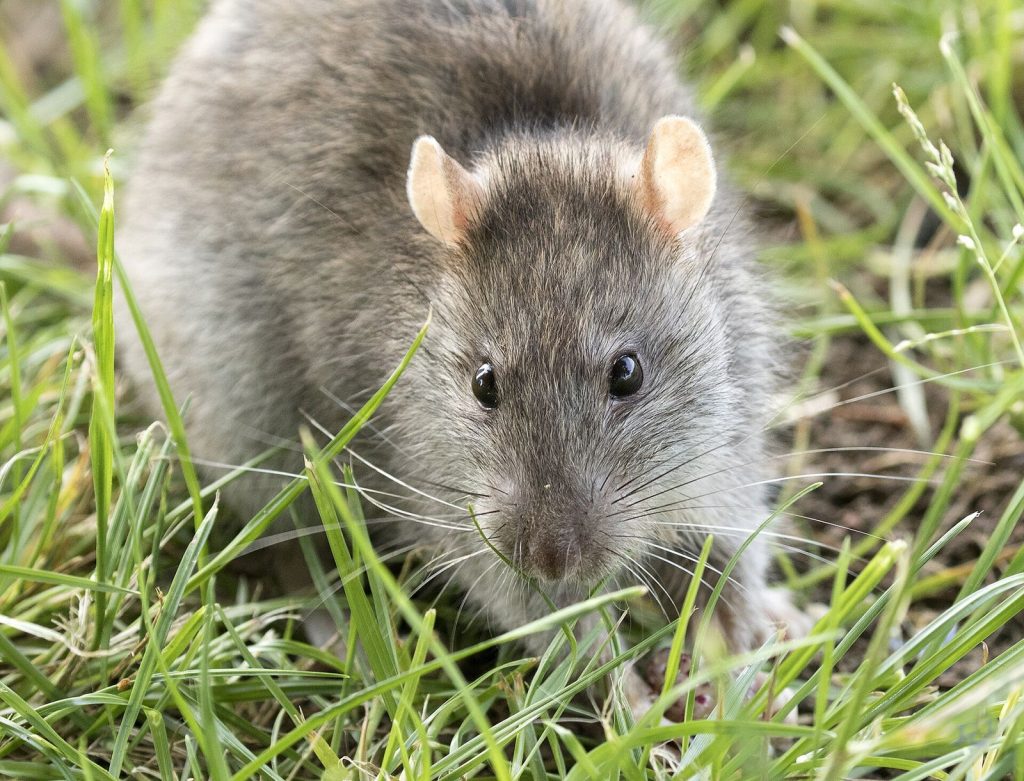 Rongeur (rat ou souris), cible d’une dératisation