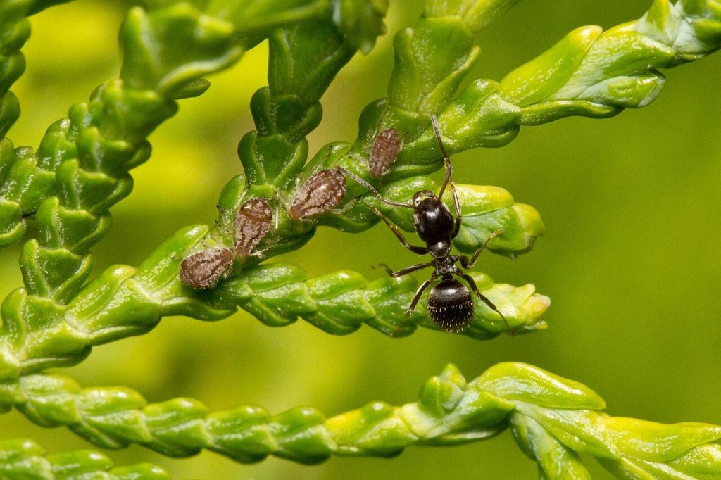 Fourmi noire des jardins (Lasius niger)