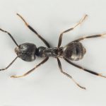 Fourmi noire des jardins (Lasius niger)