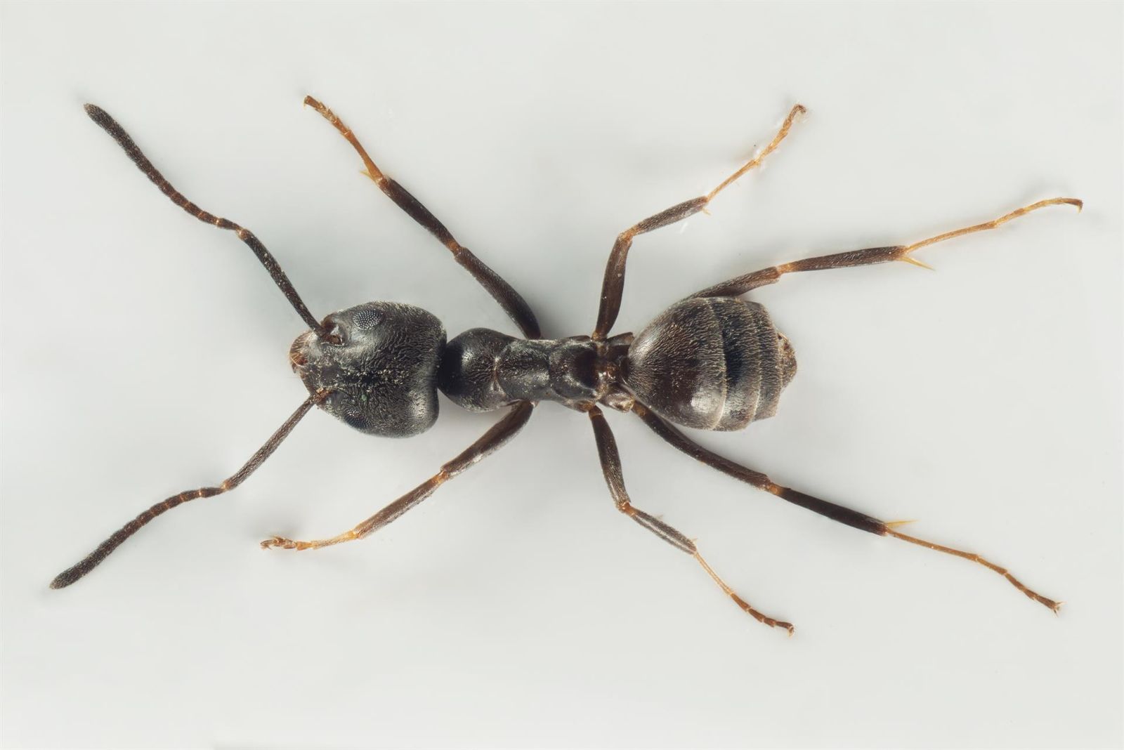 Fourmi noire des jardins (Lasius niger)