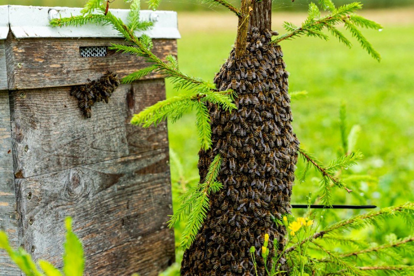 Nid de frelon asiatique (Vespa velutina)