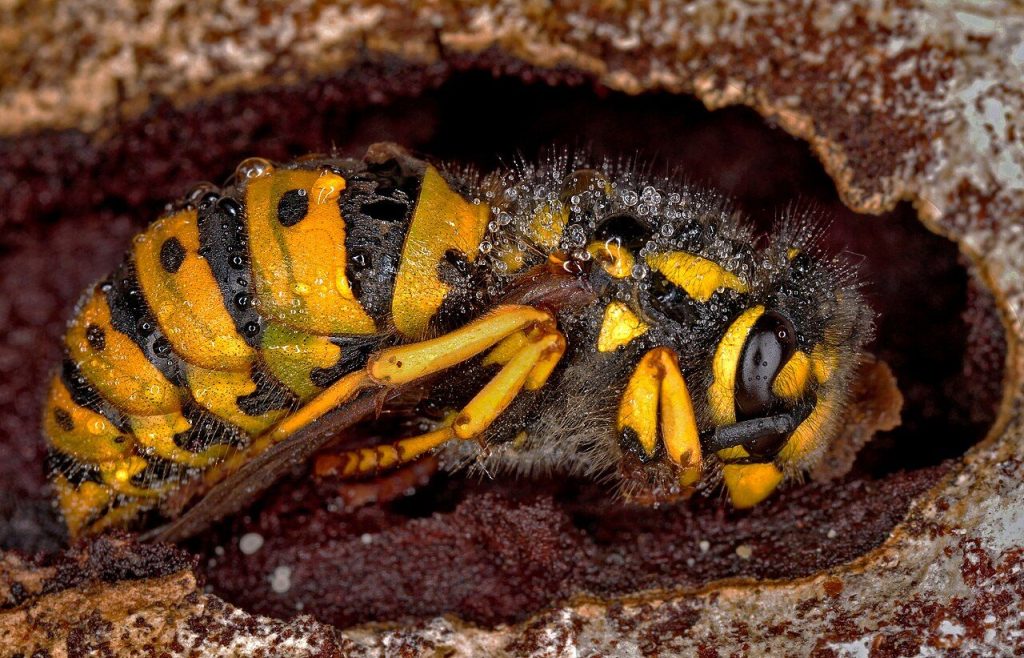 Guêpe germanique (Vespula germanica)