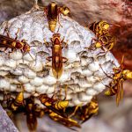Guêpe germanique (Vespula germanica)