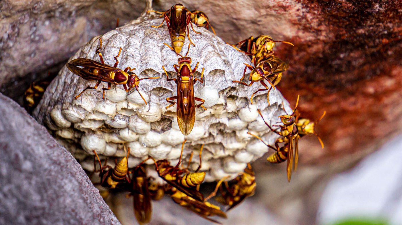 Guêpe germanique (Vespula germanica)