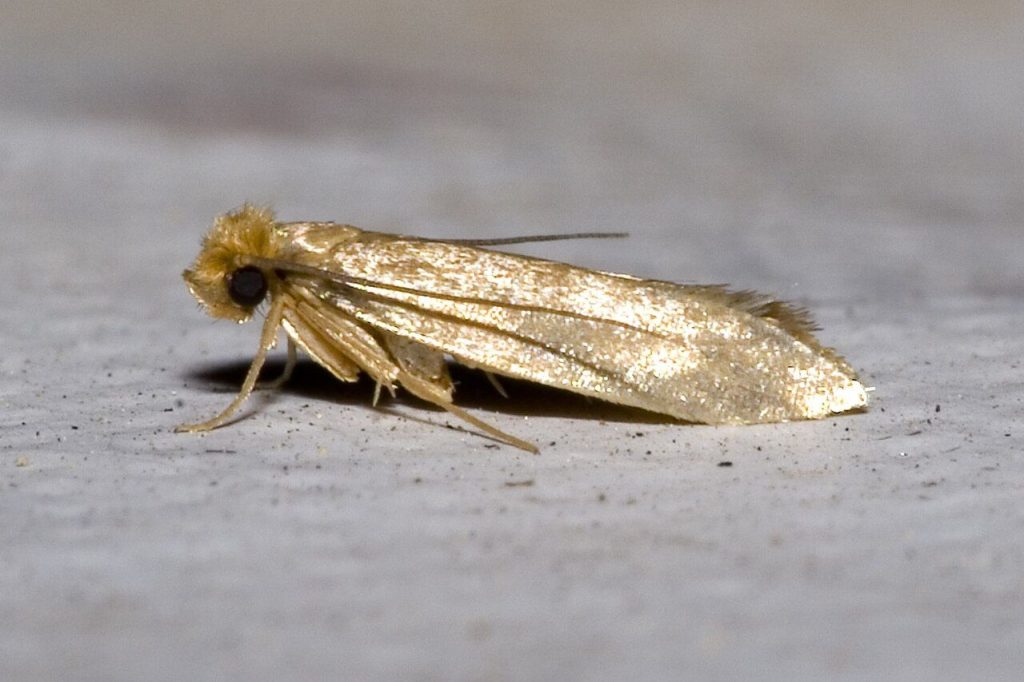 Mite des vêtements (Tineola bisselliella)