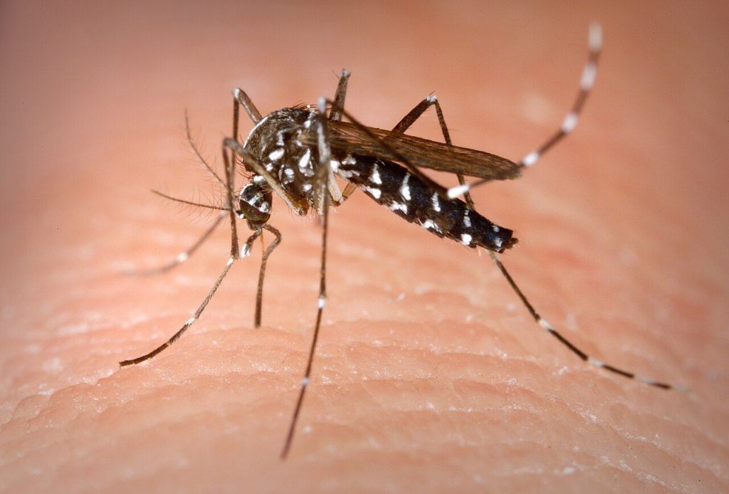 Moustique tigre (Aedes albopictus)