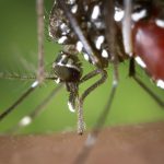 Moustique tigre (Aedes albopictus)