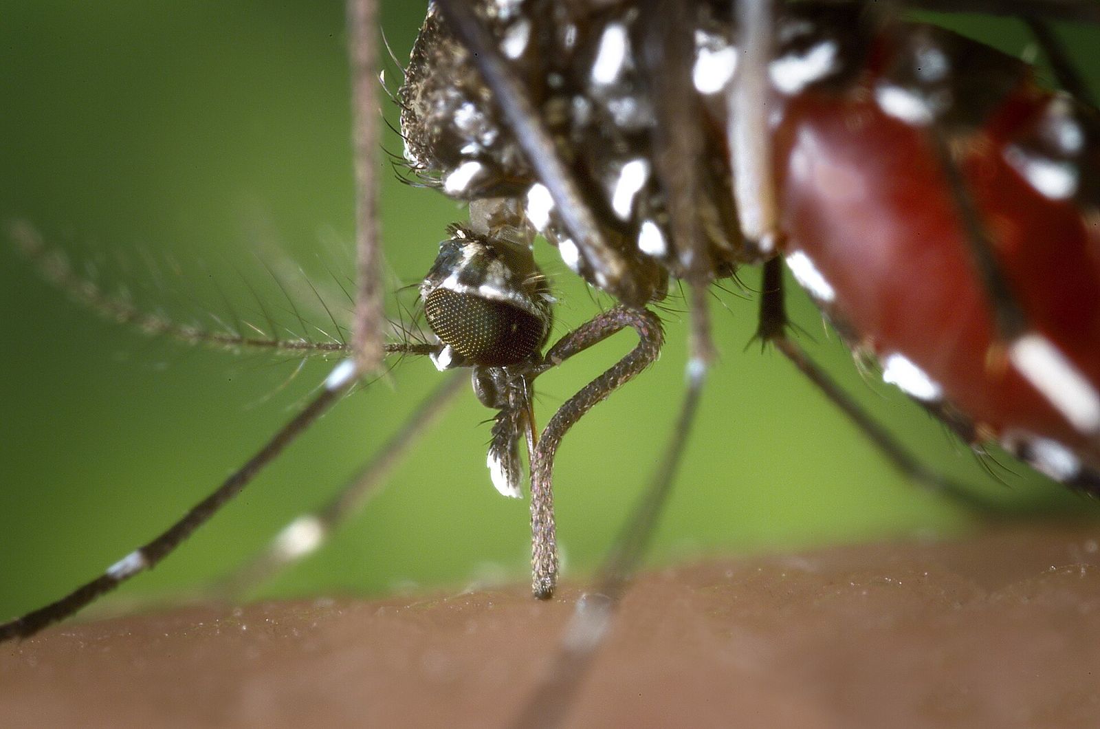 Moustique tigre (Aedes albopictus)
