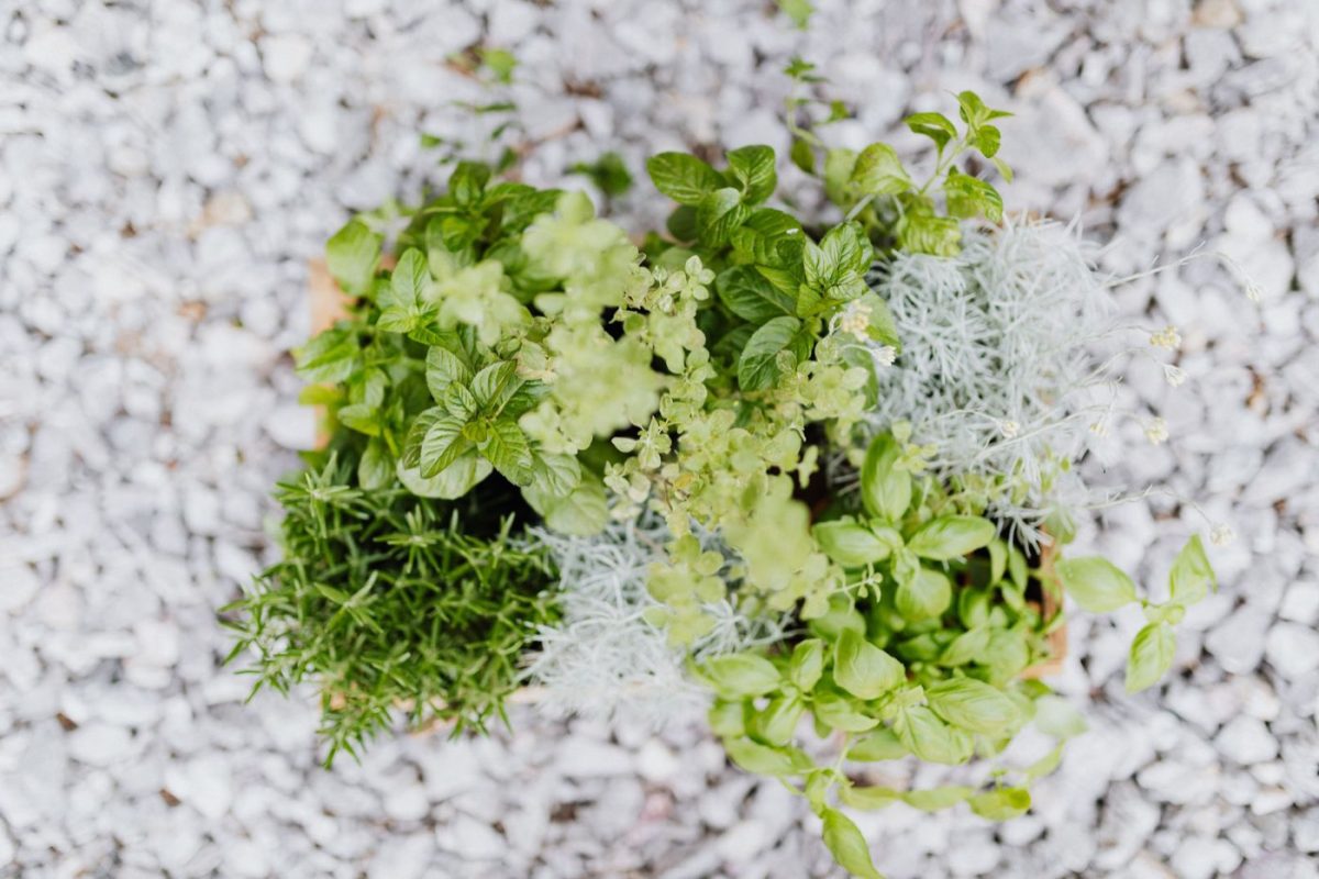 Planter et entretenir des herbes aromatiques sur balcon