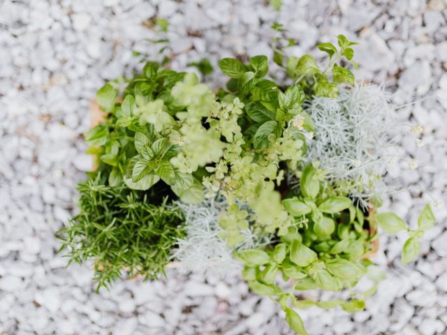 Planter et entretenir des herbes aromatiques sur balcon