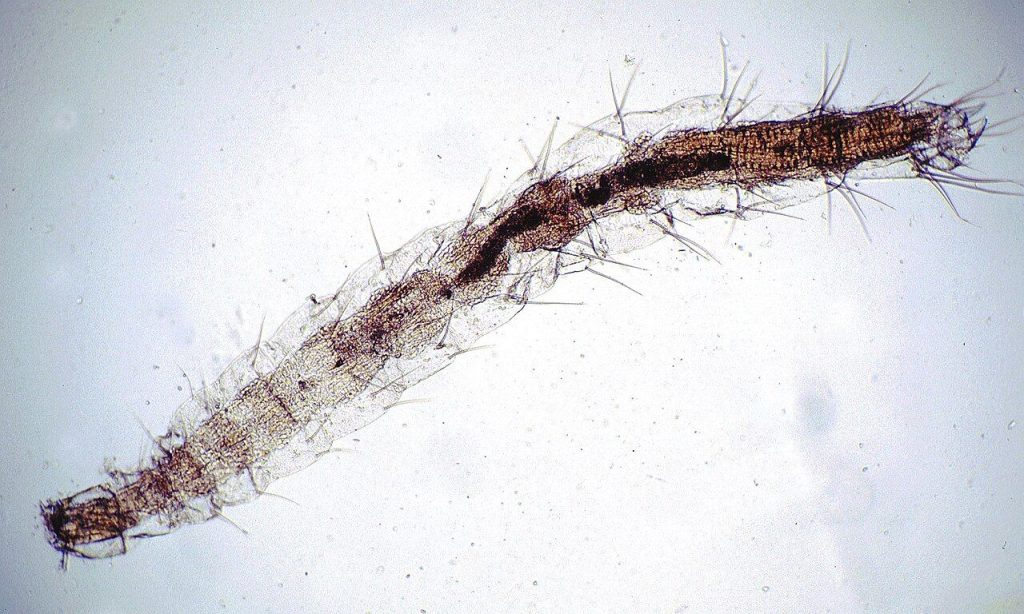 Larve de puce du chat (Ctenocephalides felis)