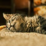 Larve de puce du chat (Ctenocephalides felis)