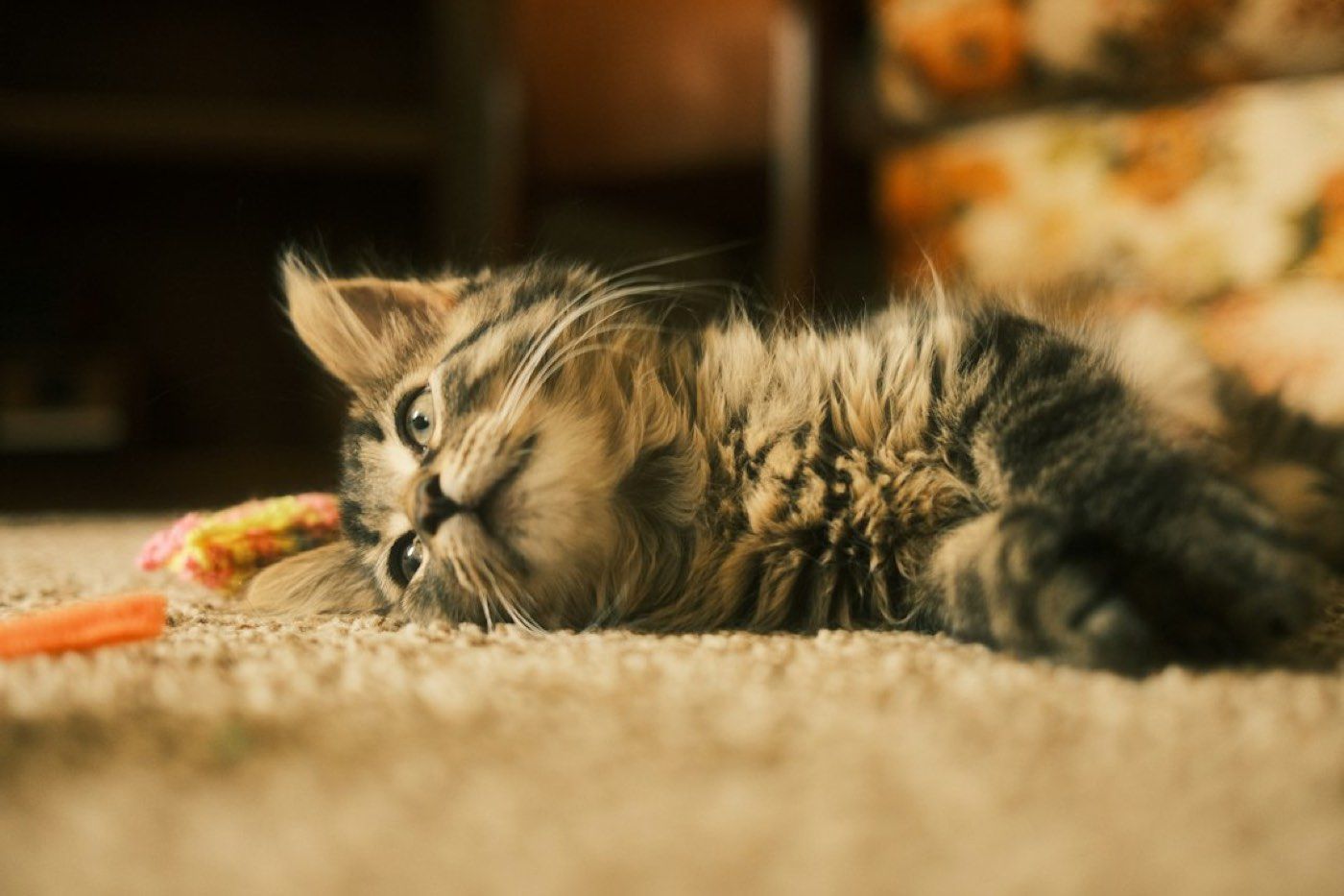 Larve de puce du chat (Ctenocephalides felis)