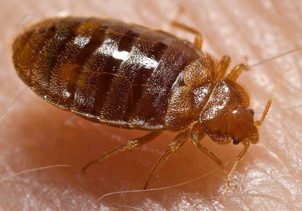 Punaise de lit (Cimex lectularius)
