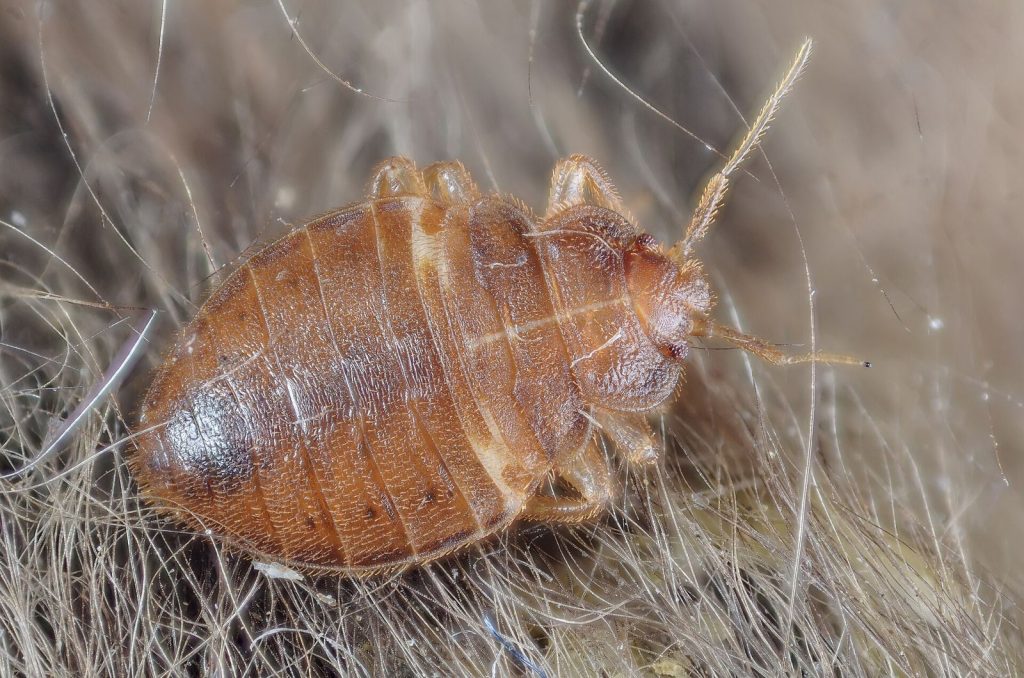 Punaise de lit (Cimex lectularius)
