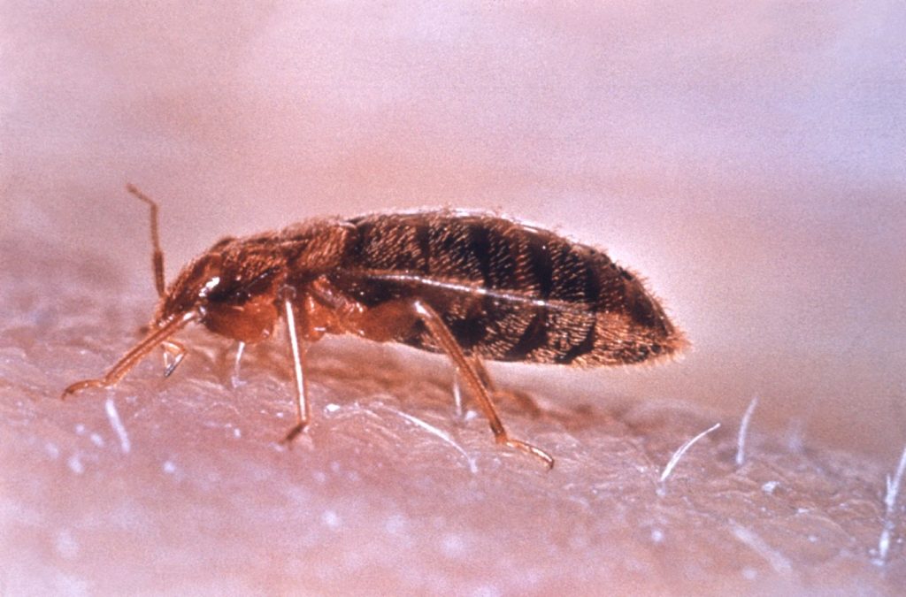 Punaise de lit (Cimex lectularius)