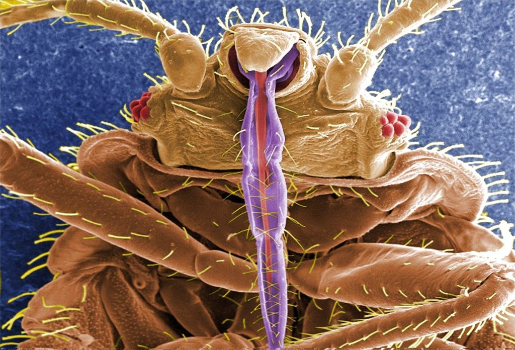 Punaise de lit (Cimex lectularius)