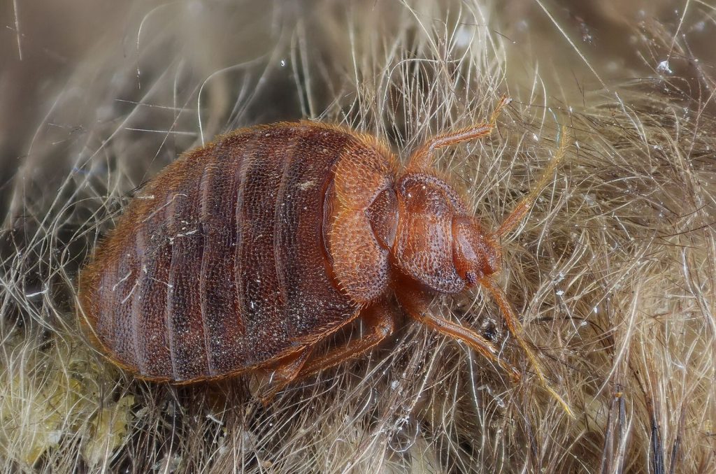Punaise de lit (Cimex lectularius)