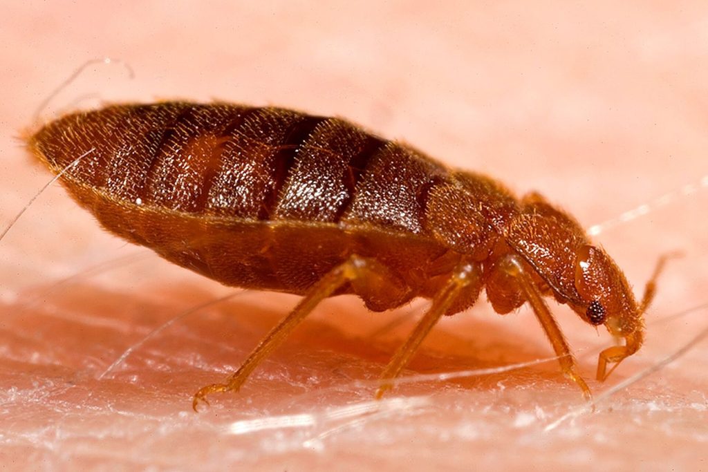 Punaise de lit (Cimex lectularius)