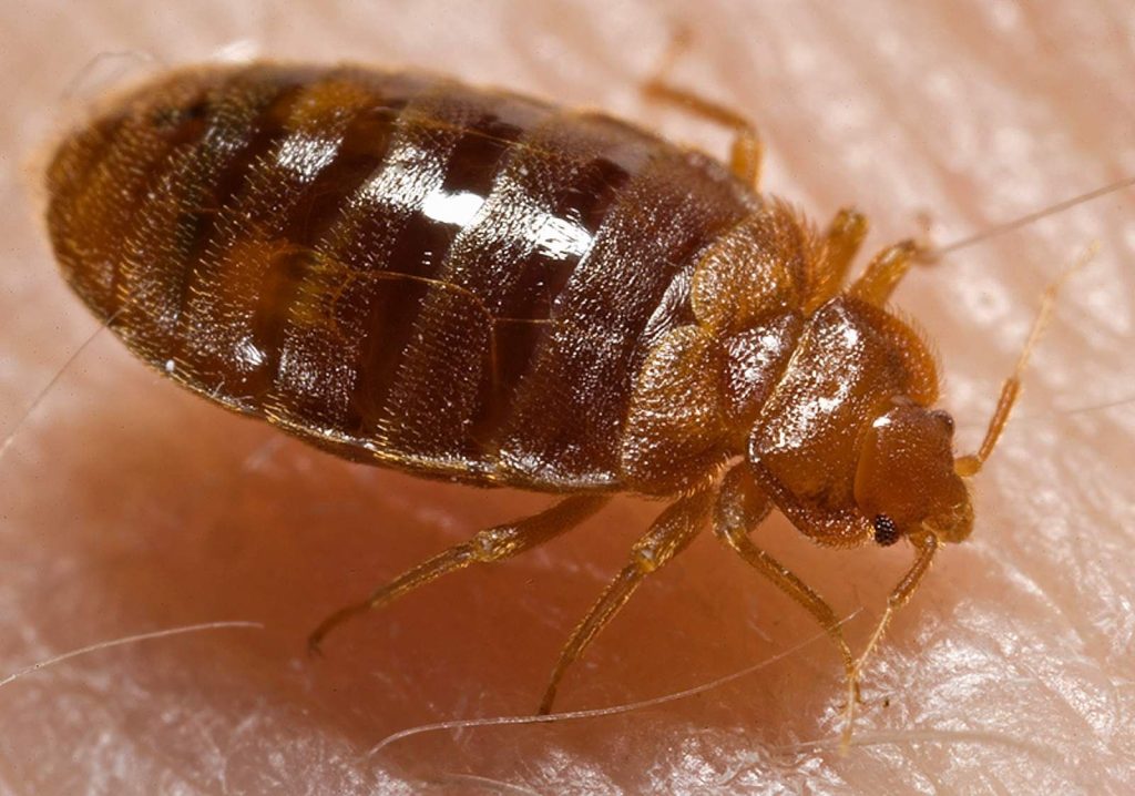 Punaise de lit (Cimex lectularius)