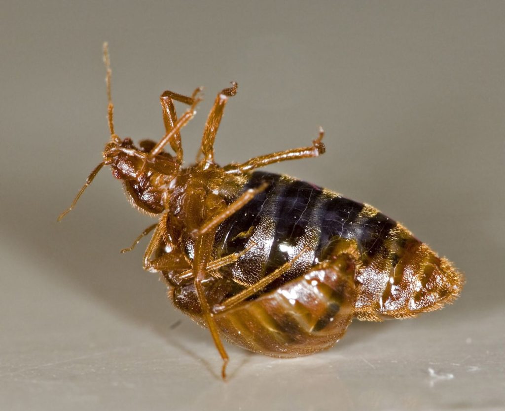 Punaise de lit (Cimex lectularius)