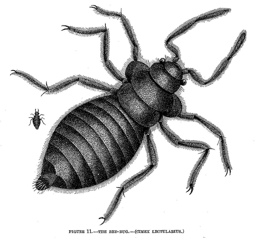 Punaise de lit (Cimex lectularius)