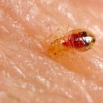 Punaise de lit (Cimex lectularius)