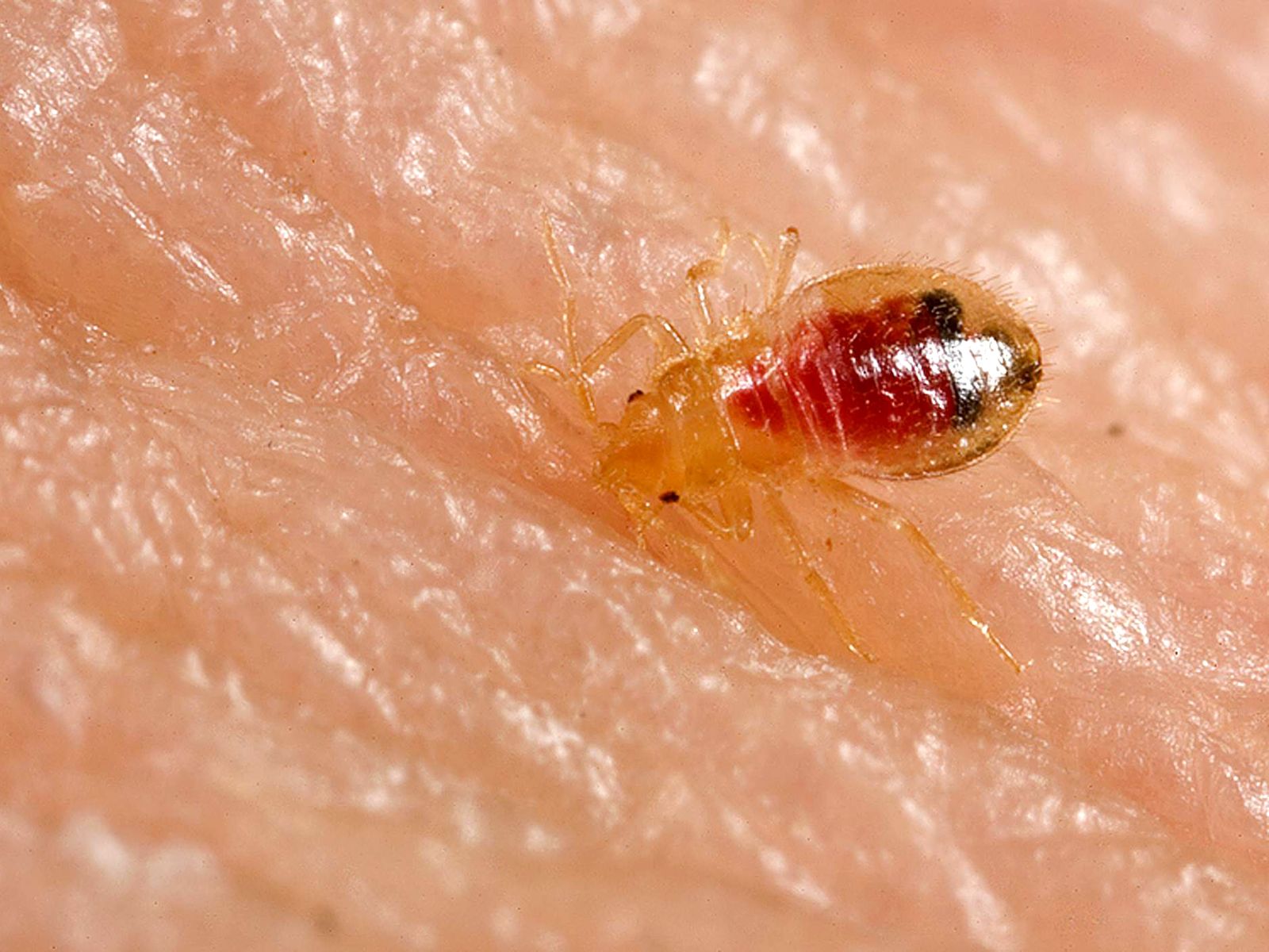 Punaise de lit (Cimex lectularius)