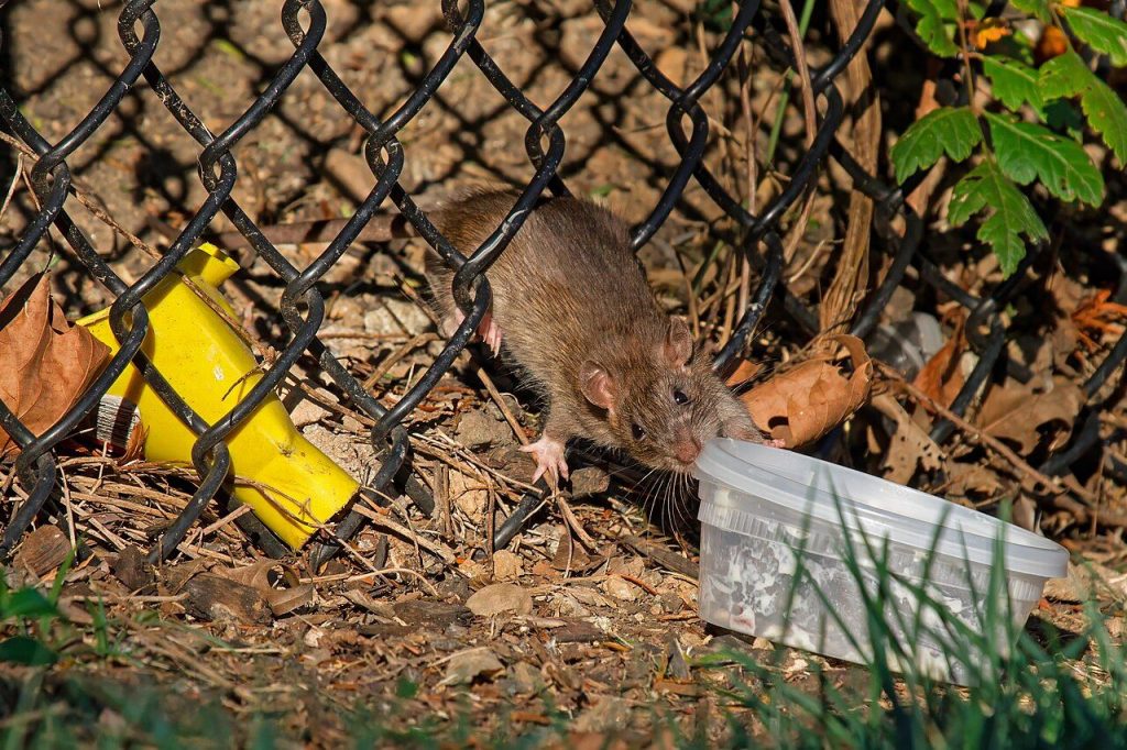 Rat surmulot (Rattus norvegicus)