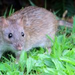 Rat surmulot (Rattus norvegicus)