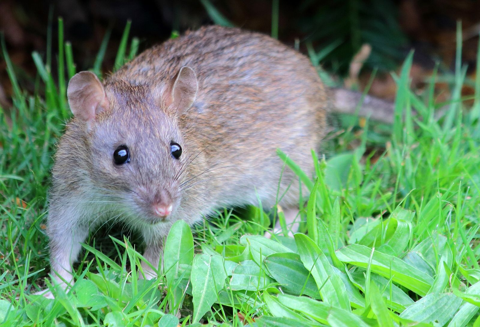 Rat surmulot (Rattus norvegicus)