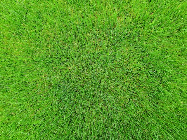 Comment entretenir votre pelouse avec moins d&rsquo;eau ?