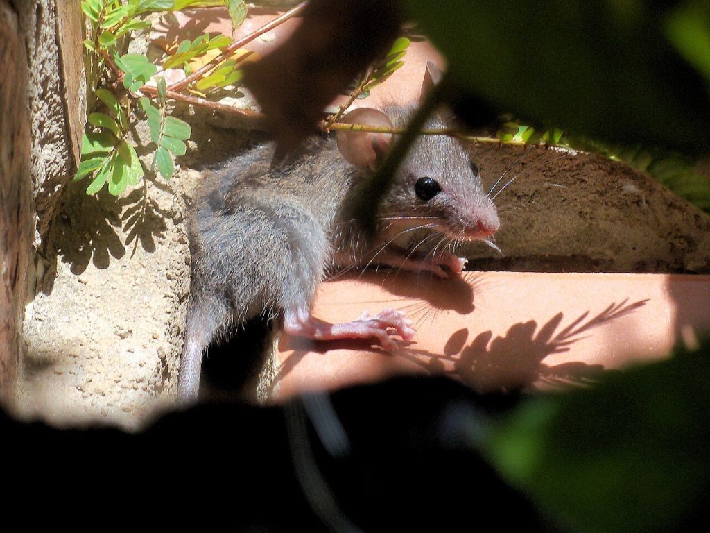 Souris domestique (Mus musculus)