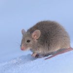 Souris domestique (Mus musculus)